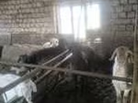 Qoç, Hissar sheep — foto 5