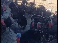 Turkeys — photo 3
