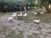 Geese — फ़ोटो 3