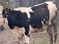 Buğa, Simmental cattle — foto 2
