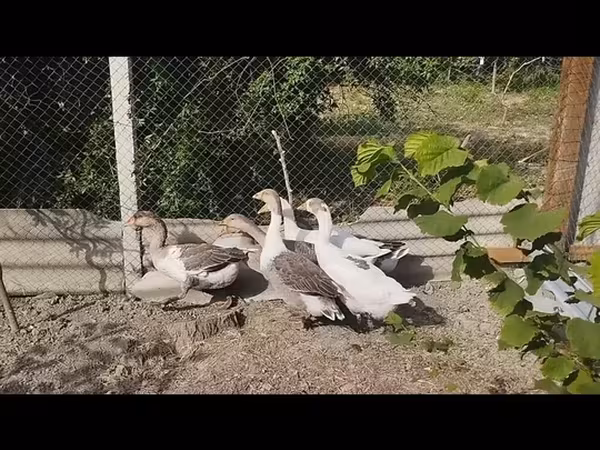 Geese