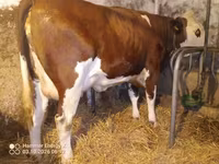 Kuh, Simmental cattle — Foto 7