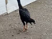Chickens — 2-rasm