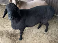 Widder, Hissar sheep — Foto 3