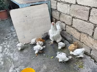 Chickens — 照片 1