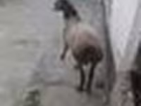 Widder, Schafe — Foto 6