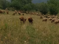 भेड़ें (लॉट, लिंग निर्दिष्ट नहीं), भेड़ — फ़ोटो 1