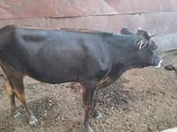 Cow, Cattle — photo 5