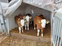Bulle, Simmental cattle — Foto 5