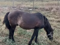 Horse (M), Horses — photo 2