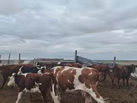 Kuh, Simmental cattle — Foto 4