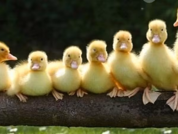Ducks