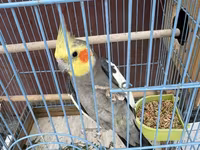 Nimfa (Cockatiel) cütlüyü + qəfəs - Növ: Nimfa papağanı (Cockatiel) — الصورة 3