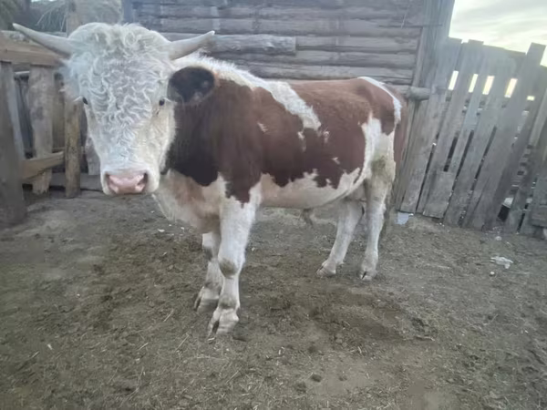 Buqa, Qozog'iston oq boshli sigir