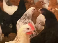 Chickens — फ़ोटो 2