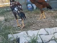 Chickens — फ़ोटो 2