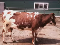 母牛, Holstein breed — 照片 6