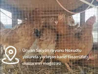 Chickens — 4-сурет