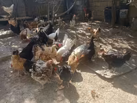 Chickens — الصورة 2