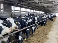 Cow, Holstein breed — photo 1