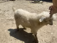 Cabra, Angora goats — foto 2