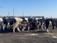 Kuh, Holstein-Rasse — Foto 1