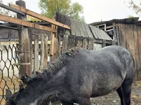 母马, Horses — 照片 1