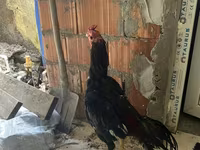 Chickens — 2-сурет
