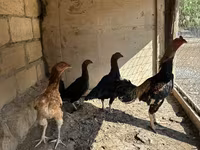 Chickens — फ़ोटो 1