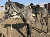 حصان, Orlov Trotter — الصورة 1