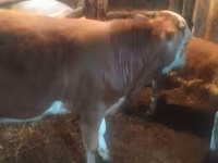 Bulle, Simmental cattle — Foto 2
