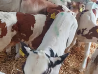 Rinder (Partie, Geschlecht nicht angegeben), Simmental cattle — Foto 1