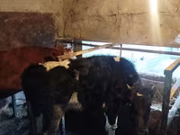 母牛, Cattle — 照片 2