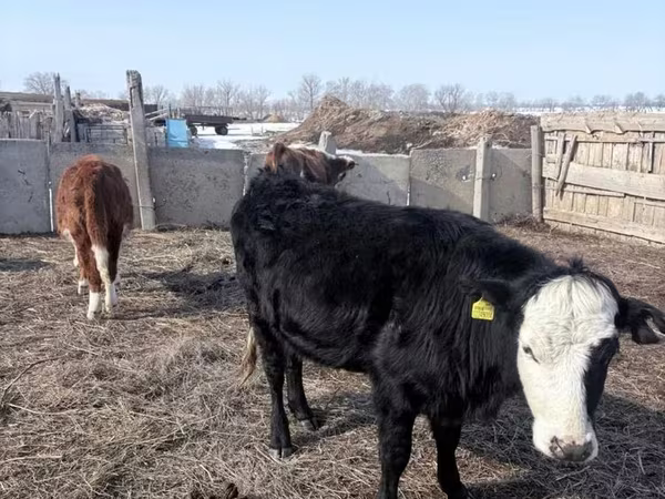 Toro, Aberdeen-Angus