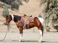 Hengst, American paint horse — Foto 5