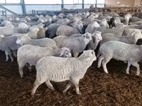 Oveja, Kuibyshev sheep — foto 1