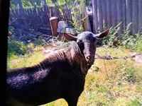 Cabro, Cabras — foto 2
