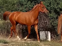 فرس, Arabian horse — الصورة 1