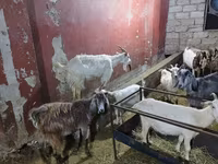山羊（批次，未指定性别）, Goats — 照片 4