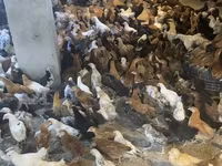 Chickens — फ़ोटो 3