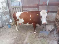 Kuh, Simmental cattle — Foto 1