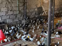 Chickens — Foto 7