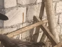 Chickens — फ़ोटो 2