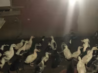 Ducks — الصورة 4