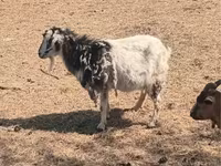 عنزة, Alpine goat — الصورة 5