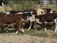 Toro, Simmental cattle — foto 3