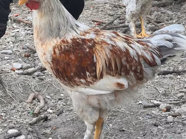 Chickens