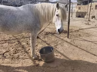 Caballo, Caballos — foto 2