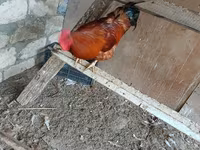 Chickens — Foto 3