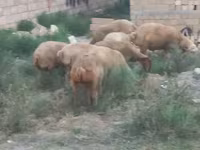 Ovejas (lote, sexo no especificado), Ovejas — foto 8